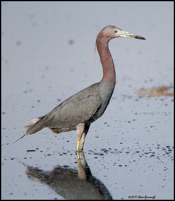 _1SB4961 little blue heron.jpg